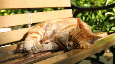 Cat sleeping on a bench 動画素材 228777425