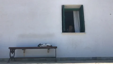 Cat Sleeping on the bench out of a Chapel Stock Footage 91035801