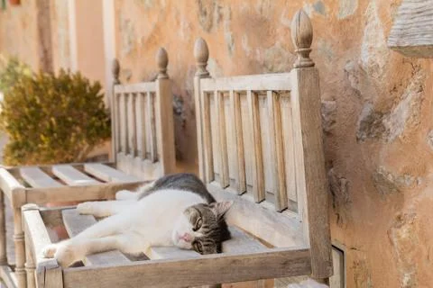 Cat sleeping on bench Stock Photos
