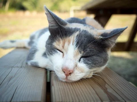 Cat sleeping on a bench Stock Photos