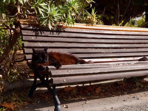 CAT SLEEPING ON A BENCH Foto stock