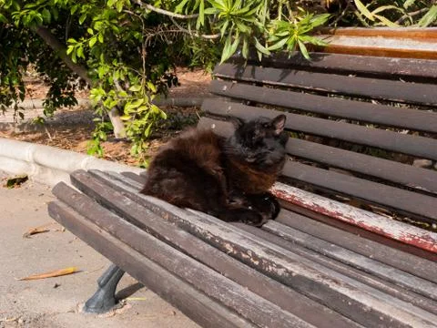 THE CAT IS SLEEPING ON THE BENCH Foto stock