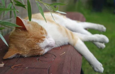 Cat sleeping on a bench Foto stock