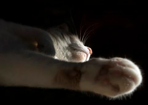 Cat sleeping on on black background 스톡 사진