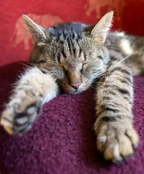 Cat sleeping on a blanket Stock Photos