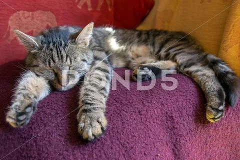 Cat sleeping on a blanket Stock Photos