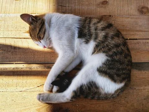 Cat sleeping on the board. Stock Photos