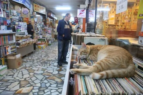 A cat sleeping at bookstore Stock Photos