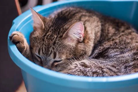 Cat sleeping in the bowl Stock Photos