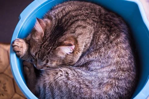 Cat sleeping in the bowl Stock Photos