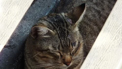 A cat is sleeping in a box. Stock Photos