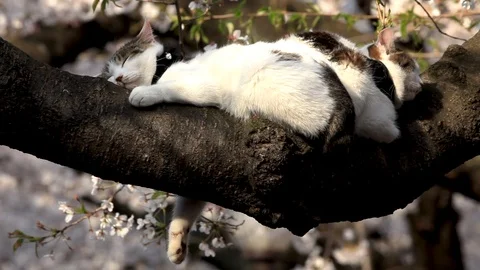 A cat sleeping on a branch of cherry blossoms, Ueno, Tokyo, Japan Stock Footage 100873240