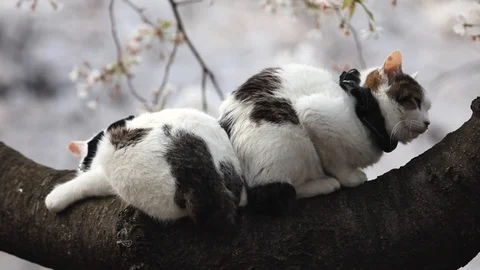 A cat sleeping on a branch of cherry blossoms, Ueno, Tokyo, Japan Stock Footage 100873298