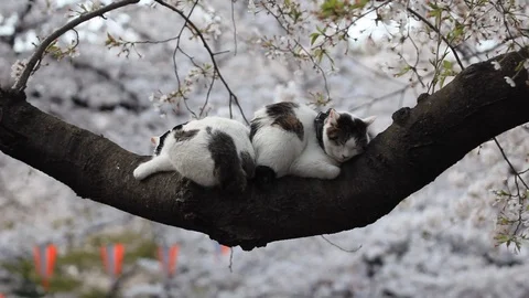 A cat sleeping on a branch of cherry blossoms, Ueno, Tokyo, Japan Stock Footage 100873304