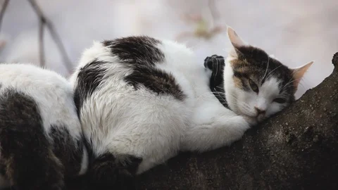 A cat sleeping on a branch of cherry blossoms, Ueno, Tokyo, Japan Stock Footage 100873306