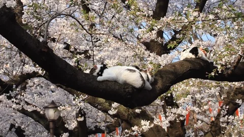 A cat sleeping on a branch of cherry blossoms, Ueno, Tokyo, Japan Stock Footage 100873314