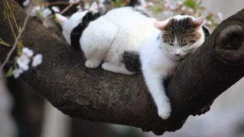 A cat sleeping on a branch of cherry blossoms, Ueno, Tokyo, Japan Vidéo 100873344