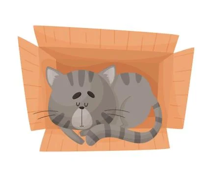 Cat Sleeping in Cardboard Box Vector Illustration. Kitty Inside Carton Box Illustrazione stock