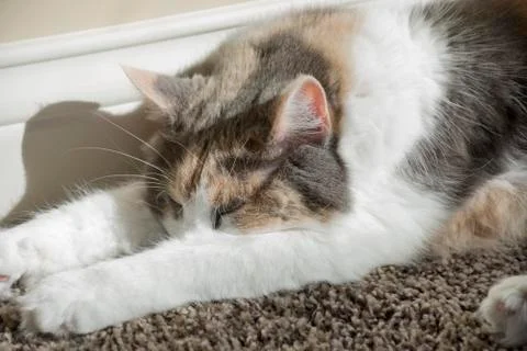 Cat sleeping on carpet Stock Photos