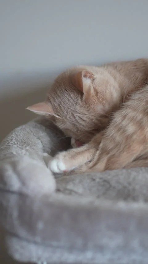 A cat is sleeping on a cat bed Stock Footage 276437130