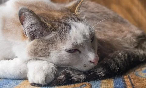 The cat is sleeping. Cat close-up. Stock Photos