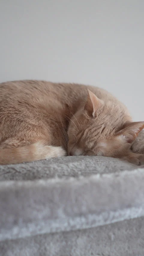 A cat is sleeping on a cat tree Stock Footage 276437282