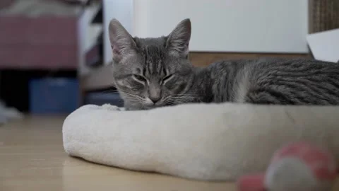 Cat Sleeping in Catbed Video stock 147061202
