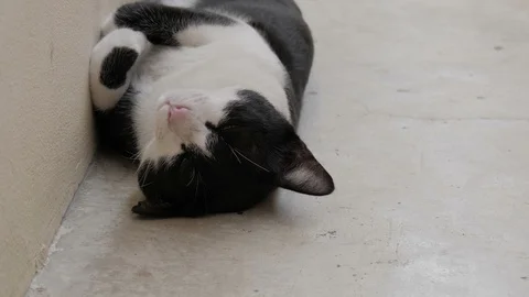 Cat sleeping on cement ground Stock Footage 86166932