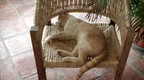 Cat sleeping on chair Stock Footage 46161361