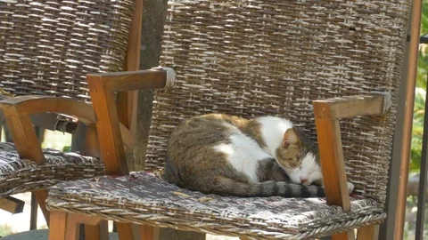 Cat Sleeping in Chair Stock Footage 77422586