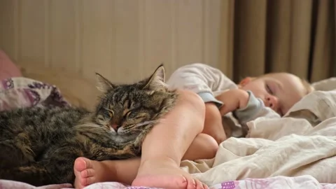 Cat sleeping with Child together on soft bed in cozy bedroom. Stock Footage 220325169
