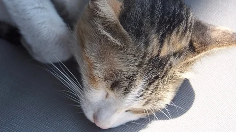 Cat Sleeping Close up and panning all body shot Stock Footage 85684378