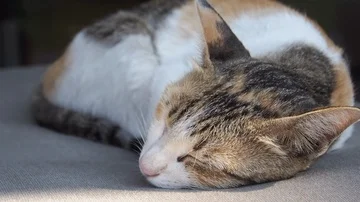 Cat Sleeping Close up shot Stock Footage 85684194