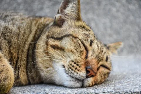 Cat sleeping close-up view Foto stock