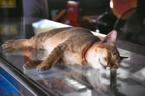 Cat is sleeping close-up view Stock Photos