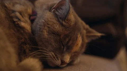 Cat Sleeping (Closeup) Video stock 140700215