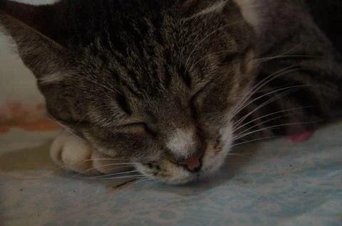 Cat Sleeping on a Comfortable Bed Stock Photos