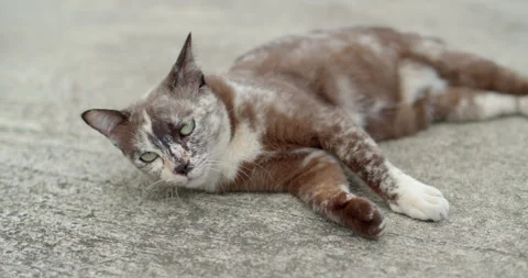 Cat sleeping on concrete floor.Cat looking at the camera. Stock Footage 281009591