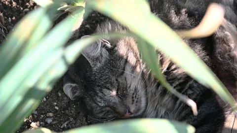 Cat sleeping in corn field on soil. Hot summer day Stock Footage 133640580