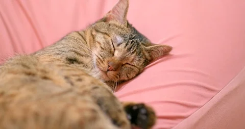 Cat sleeping on couch Stock Footage 90765012