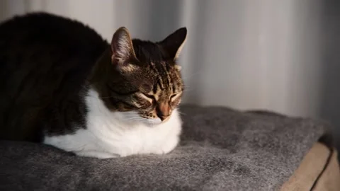 Cat sleeping on couch. Stock Footage 147054003