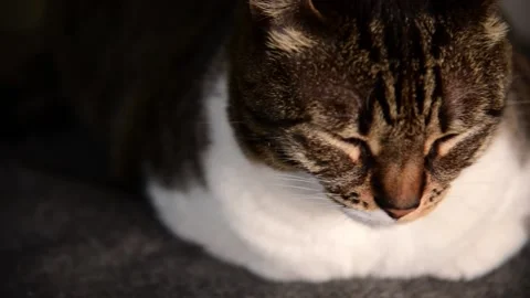 Cat sleeping on couch. Stock Footage 147054077