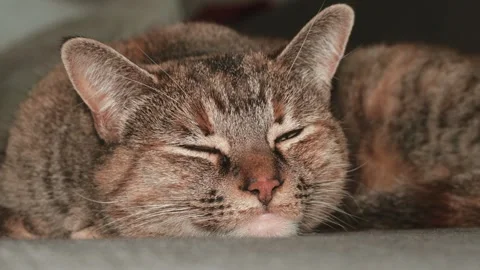 Cat sleeping on couch opening eyes Stock Footage 296198010