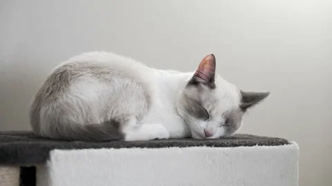 Cat Sleeping Curled Up Video stock 147061044