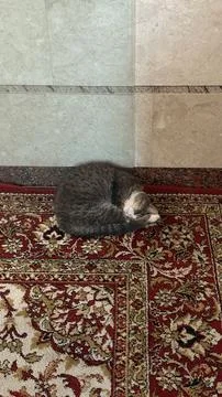 Cat sleeping curled up on ornate patterned carpet inside building interior .. Stock Photos