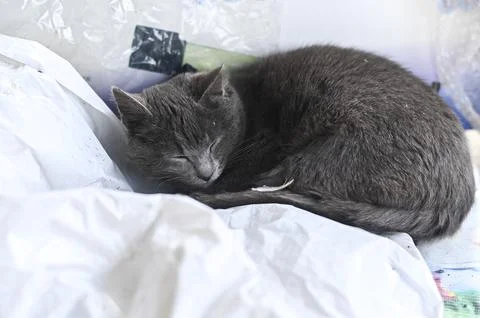 Cat sleeping curled on soft white fabric indoors. 스톡 사진