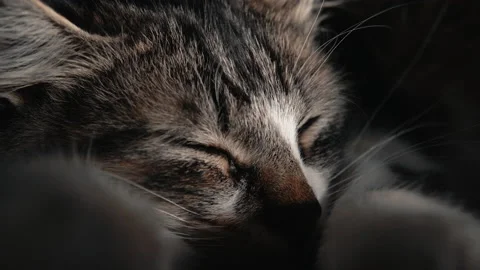 Cat is sleeping in dark and lighting from outside 動画素材 130731277