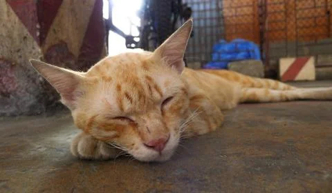 Cat sleeping face, red-haired stray cat sleeping on cement background Stock Photos