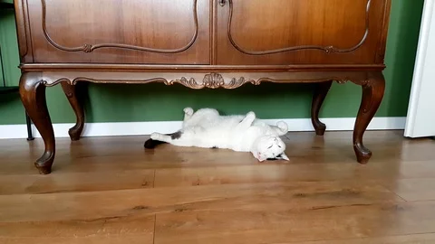 Cat sleeping on the floor 動画素材 87071800