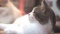 Cat Sleeping On Floor Looks Up At The Room HD HD Footage